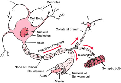 Structure of a typical myelin sheath. From medical-dictionary.thefreedictionary.com