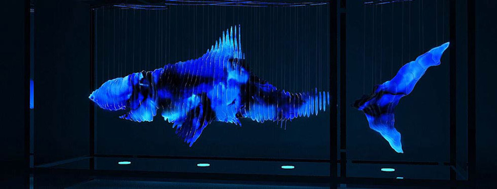 On-sharks-humanity-980×374
