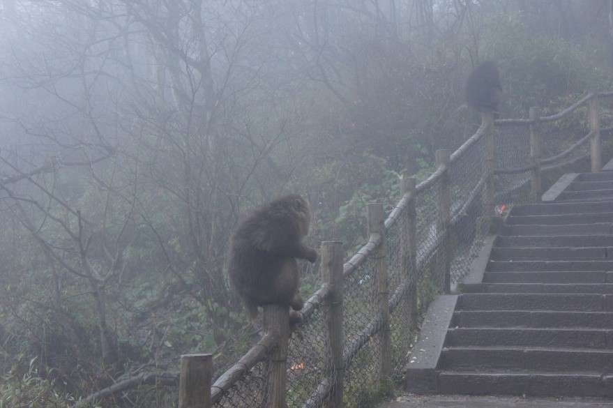 沿路上山，時有靈猴出沒（作者提供）