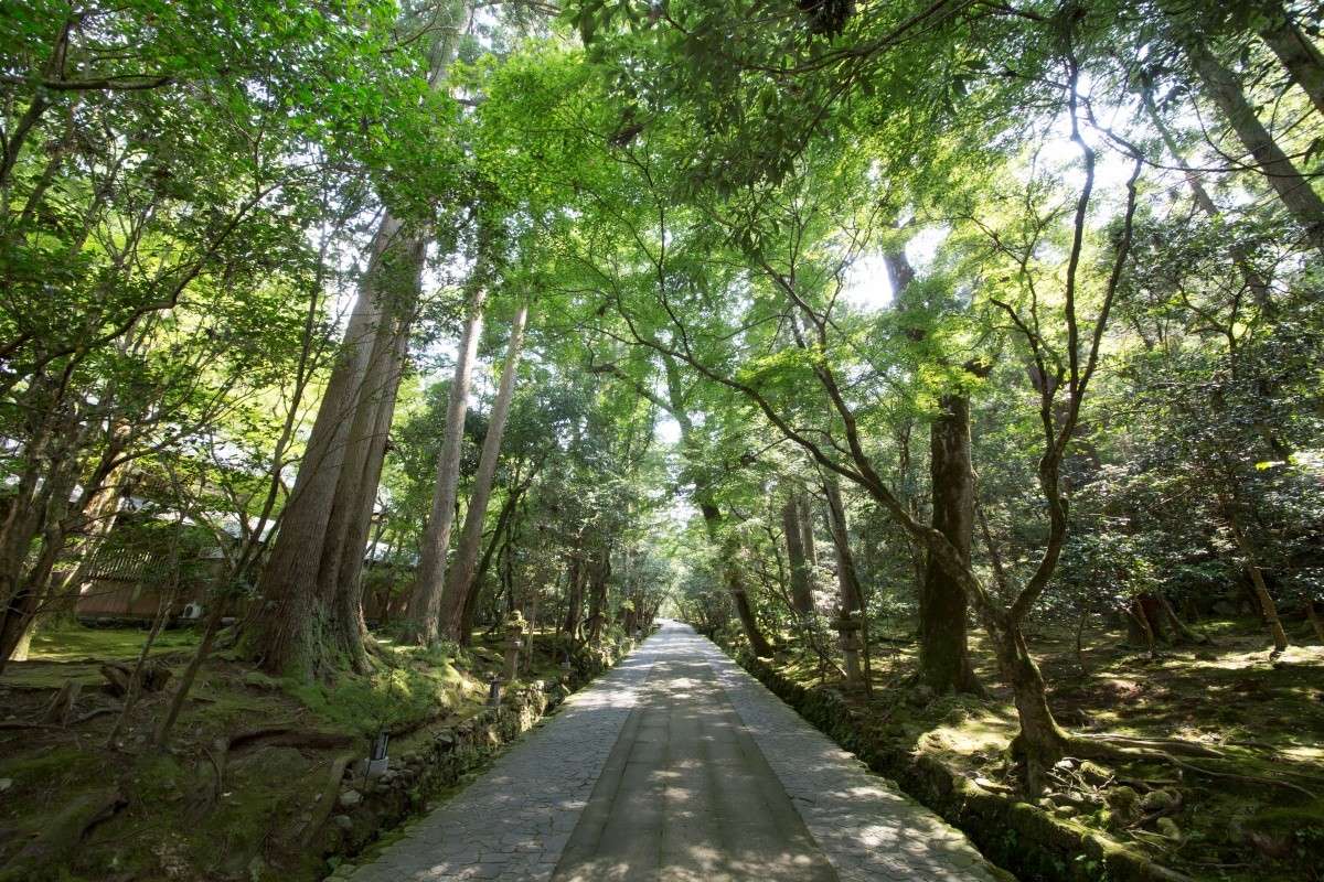 山門後的參道（圖：網上圖片）