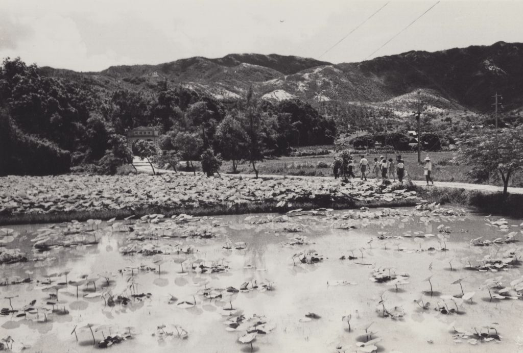 根據1959年元朗理民府的調查報告，屯門區內有35間齋堂，包括清涼法苑。圖為通往清清涼法苑的路上。（筆者藏）